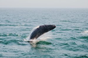 Whale Maine